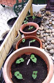 Bush beans grow on shorter (errhm… bushy) plants, while pole beans grow on long trailing vines. Growing Green Beans Home Mum