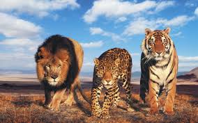 glowing lion and tiger hd desktop wallpaper high definition mobile big cats wild cats pet tiger