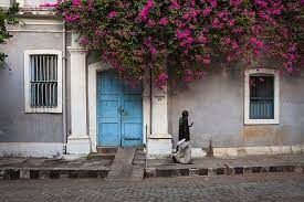 Bougainvillea Pondicherry Pondicherry Amazing India Puducherry