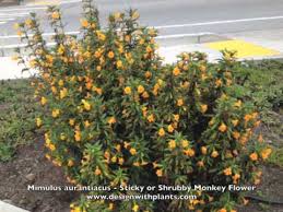 Next, in the spring, they turn purple with bush lupine, and then lizard tail brings yellow to the scene. Mimulus Aurantiacus Sticky Or Shrubby Monkey Flower Youtube