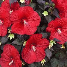 Image result for Hibiscus platycalyx