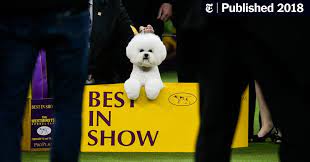 After two long days of breed judging at the westminster kennel club dog show, the best dogs came out to compete in their respective groups. Westminster Dog Show 2018 Flynn Is Best In Show The New York Times