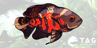 Tiger oscars, red oscars, and albino oscars. Oscar Fish Care Guide The Aquarium Guide