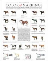 27 best horse coat color genetics images horse coat colors