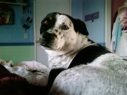 Black And White Akita Half Lab Half Akita One Parent Black One White Sweetest Dog Ever Dogs Sweet Dogs Cute Animals