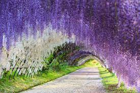 Wisteria Flower Tunnel Japan Japan Travel Magical Places Travel Experience