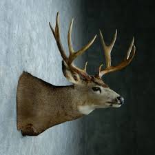 I was lucky enough to cut my tag on a pretty solid mule deer this fall. Mule Deer Shoulder Mount 11855 The Taxidermy Store