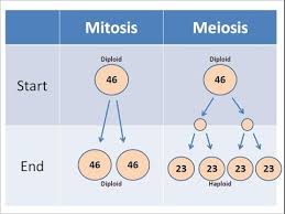 cell division lessons tes teach