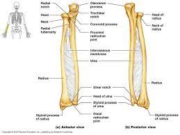 The radius and ulna are two parallel bones which extend from your elbow to your wrist. Ulna And Radius Bone Features Diagram Quizlet