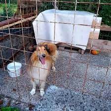 Hund und hirte müssen ständig einen draht zueinander haben und quasi im engen kontakt stehen. Collies Und Sheltis Die Ein Zuhause Suchen Collie Sheltie Rescue Startseite Facebook