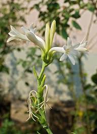 Pin On Mygardenanswers