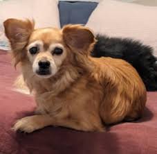 Today we lost our beloved Ridgeback,Mack. He fought Mast Cell disease for  most of his life and put up a hard fight! He was infuriating and extremely  lovable at the same time!