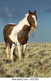 Maybe you would like to learn more about one of these? Mustang Equus Ferus Caballus Hengst Schecke Stehend In Der Prarie Wyoming Usa Stockfotografie Alamy