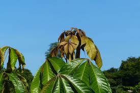 Image result for Heritiera