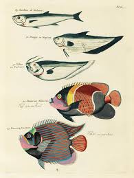 Free Public Domain Www Rawpixel Com Colourful And Surreal Illustrations Of Fishes Found In Moluccas Indonesia Fish Illustration Fish Painting Fish Artwork