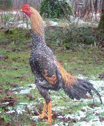 Shamo Chicken Chicken Breeds Rooster Chickens And Roosters