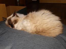 My First Ragdoll