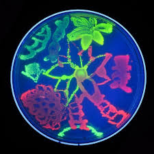 Female biology artist who can draw plants but not animals. Agar Art Contest 2019 See This Year S Winners