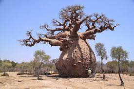 Baobab Tree Tree Baobab Tree Boabab Tree