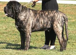 Watch more pictures of asian mastiff dogs. It S My Dog Dodo Tiger Mastiff Mastiff Puppies Mastiffs English Mastiff