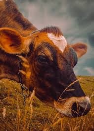 Dairy Cow Eating Grass Bob Orsillo Dairy Cow Eating Grass Original Fine Art Cow Photography By Bob Orsillo Copyright Cow Photography Cow Animal Photography