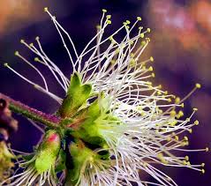 Image result for Pithecellobium dulce