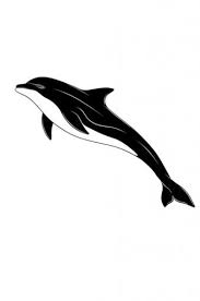 Tattoo art is covering all the. Dolphin Body Art Tattoo Images Lovetoknow