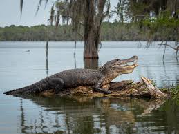 How is long life a the crocodile? At The Bottom Of The Sea They Wait To Feast On Alligators The New York Times