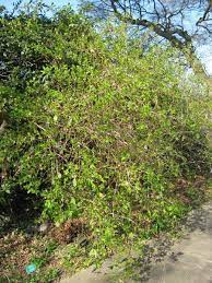 Check spelling or type a new query. Lonicera Fragrantissima Fragrant Honeysuckle January Jasmine Sweet Breath Of Spring Sweetest Honeysuckle Winter Flowering Honeysuckle Winter Honeysuckle North Carolina Extension Gardener Plant Toolbox