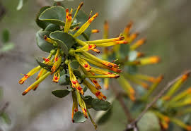 Image result for Helixanthera woodii