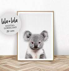 baby koala druck australische nskindergart tier dekor etsy animal wall art prints nursery animal prints australian animal nursery