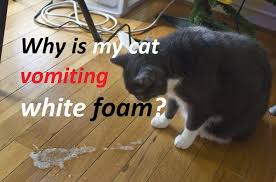 Why Is My Cat Vomiting White Yellow Foam Should Read It Cats Cat Health Vomit