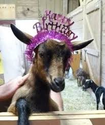 From Karri Happy Birthday Goat Happy Birthday Meme Cute Happy Birthday