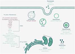 Maybe you would like to learn more about one of these? Caveolin 1 Function At The Plasma Membrane And In Intracellular Compartments In Cancer Springerlink