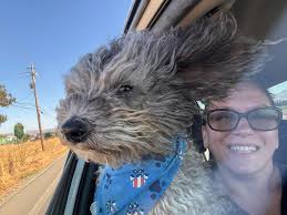 If anyone who knows who this sweet baby belongs to, please have them  message me or text me at 5012539352. She was found