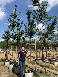 Image result for prunus domestica oullins