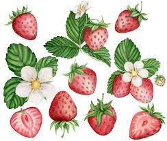 Watercolor Strawberry Clipart Watercolor Flowers Clipart Etsy Strawberry Clipart Strawberry Watercolor Flowers