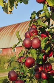 Apples Apple Farm Apple Tree Apple