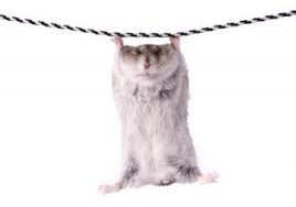 Browse 96,038 funny animals stock photos and images available, or search for funny dog or funny to find more great stock photos and pictures. Funny Animal Videos Lovetoknow