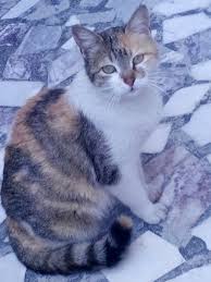 Kediler Kedi