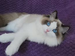 Black And White Ragdoll Cat Price Purple Passion Ragdoll Kitten Ragdoll Cat Kittens
