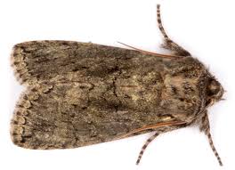 Image result for Polyploca ridens