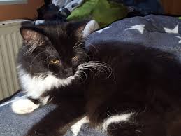 Körperlich ganz ausgewachsen sind sie ab ca 1em jahr, bei manchnen langhaarrassen ist die rein körperkliche entwicklung erst nach 4 jahren abgeschlossen. Mit Wieviel Monaten Ist Eine Maincoon Katze Ausgewachsen Katzen