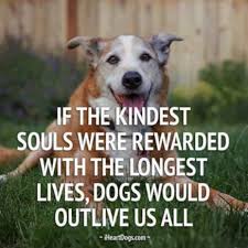 Pin By Ana Belen Orero On Animal Cuteness Dog Quotes Dog Love Animal Quotes