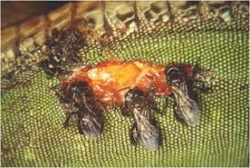 Do Bees Eat Meat? Amazingly, A Small Group Of Tropical Bees Do!