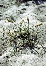 Image result for Cenchrus geniculatus