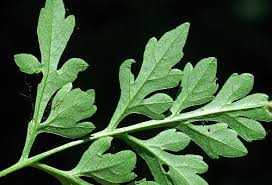 Image result for Bidens bipinnata