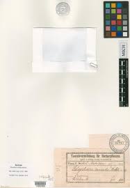 Image result for Eleocharis minuta