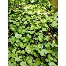 Untuk obat bisul setengah genggam daun dicuci dan digiling halus. Obat Herbal Madu Diet Obat Obatan Daun Pegagan Segar Termurah Shopee Indonesia