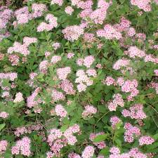 Image result for Spiraea japonica ´Little Princess